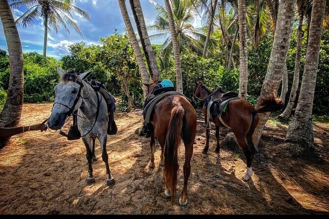 Horseback Riding City Tour Plus Rum and Chocolate Factory Tour - Transportation Details