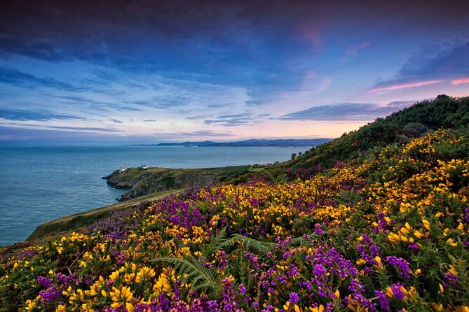 Howth Coastal Walk - Wildlife Encounters