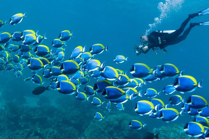 Hurghada Diving Excursion With 2 Stops for Beginners