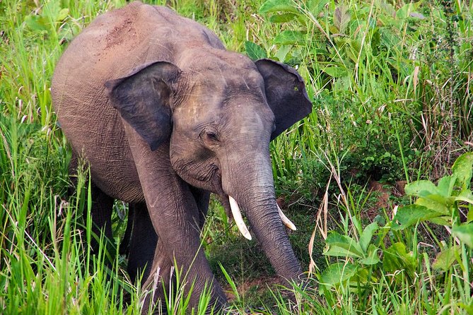 Hurulu Eco Park Private Safari From Dambulla - Included Services
