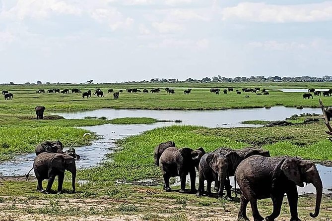 Hwange Safari Day Trip From Victoria Falls - Wildlife Encounters