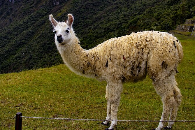Inca Jungle Trek to Machu Picchu 4 Days - Detailed Itinerary