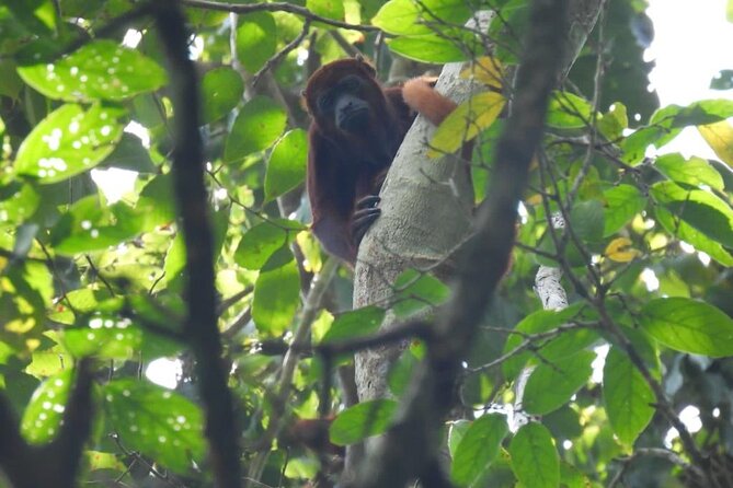 Into the Wild: a Volunteer Experience With Monkey Reintroduction - Location Details