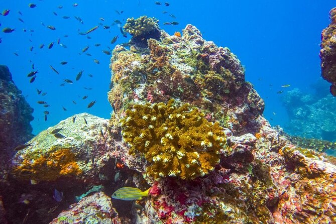 Isla Del Caño Snorkeling Tour From Uvita - Tour Overview