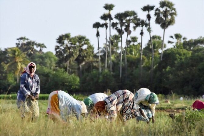 Jaffna Peninsula Four Day Trail - Meals and Dining Options