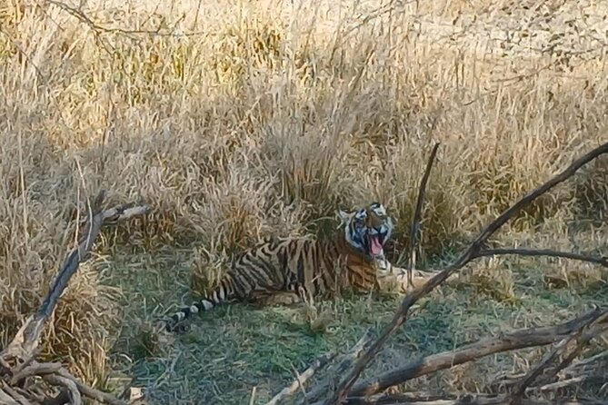 Jaipur Ranthambore Tiger National Park Same Day Tour - Meeting and Pickup
