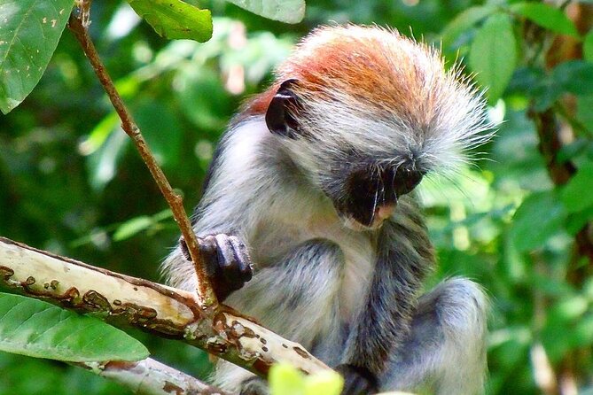Jozani Forest Tour; The Island Pongwe Restaurant; Baraka Aquarium; Kendwa Beach - Inclusions and Amenities
