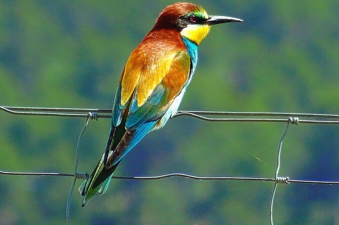 Karnala Bird Sanctuary Excursion From Mumbai With Brunch