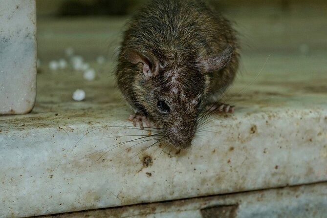 Karni Mata Temple (A Unique Rat Temple) Near Bikaner