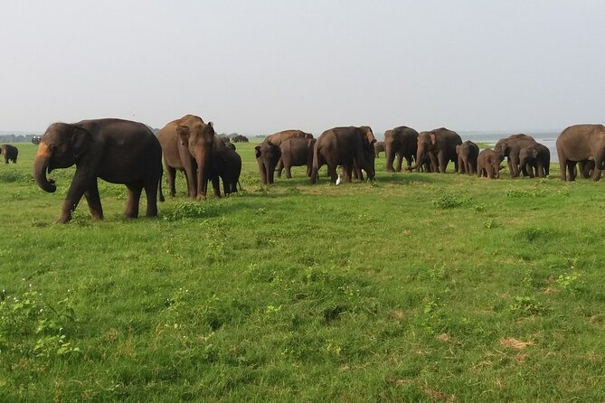 Kaudulla National Park - Private Safari From Sigiriya - Additional Services