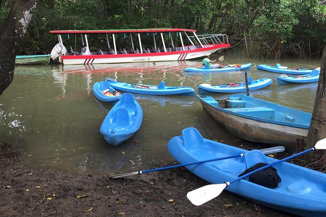 Kayak in the Mangrove - Tour Details