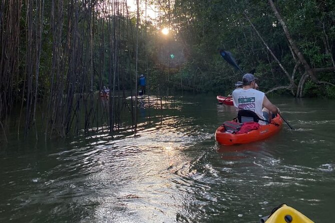 Kayak Mangrove Tour in Manuel Antonio - Tour Details
