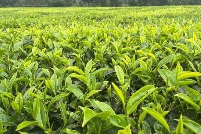 Kiambethu Tea Farm Private Guided Class With Lunch in Nairobi - Transportation Details