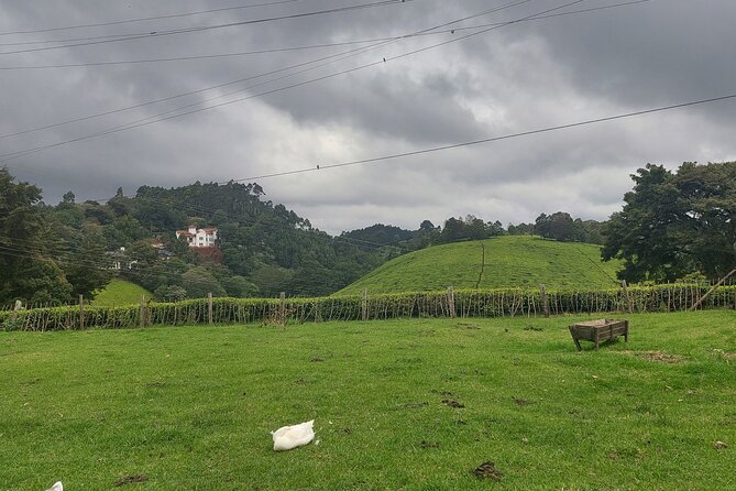Kiambethu Tea Farm Tour (Thursdays to Sunday)