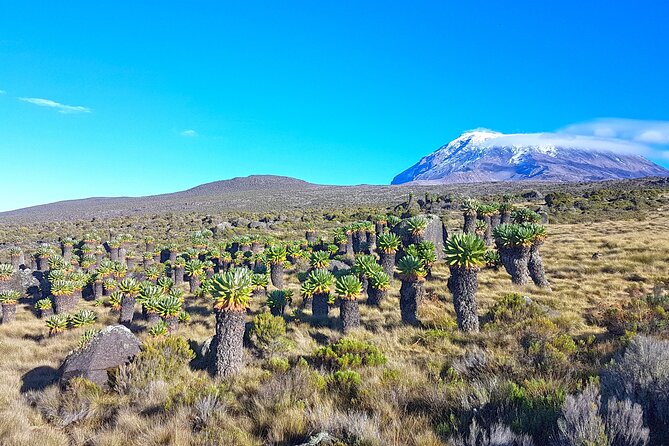 Kilimanjaro Climb via Rongai Route- 8 Days - Daily Itinerary Breakdown