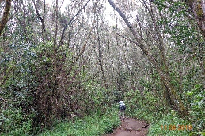 Kilimanjaro Day Hike - Whats Included in Your Hike