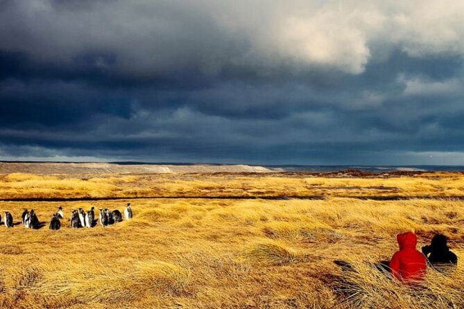 King Penguin Park From Punta Arenas - Meeting Points for Pickup