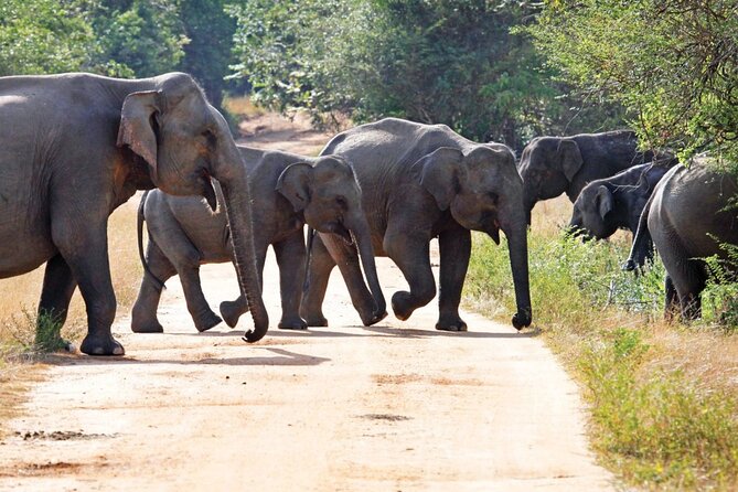 Knuckles and Wasgamuwa Trails From Kandy - Guided Trekking Experience