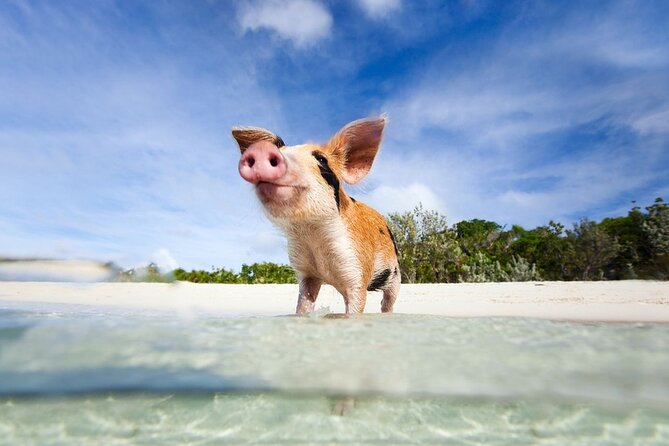 Koh Samui to Koh Madsum ( Pig Island ) and Koh Tan by Speed Boat - Itinerary Highlights