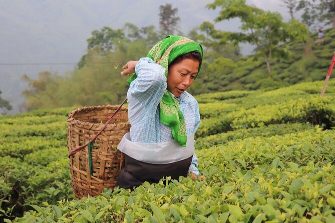 Kolkata Darjeeling Gangtok Tour - Itinerary Overview