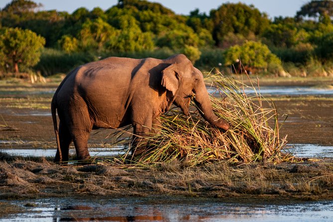 Kumana National Park Tour From Galle - Pickup Details and Start Time
