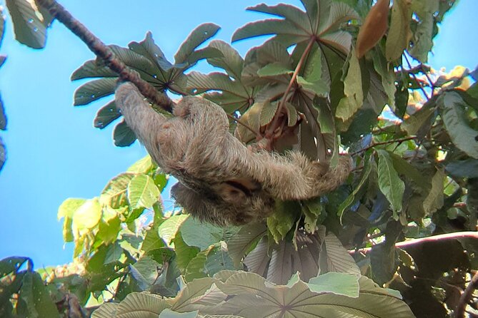 La Fortuna-Breath Taking Sloth Tour & Tortilla Experience! - Inclusions of the Tour