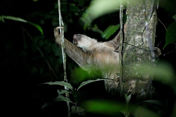 La Fortuna Night Walk in High Biodiversity Rainforest - Start Time and Requirements