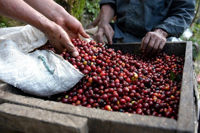 La Paz Waterfall Gardens & Coffee Tour. Private Tour - Meeting and Pickup Details