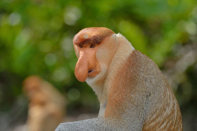 Labuk Proboscis, Sepilok, Sun Bear, Sandakan City Tour & Lunch - Family-Friendly Experience