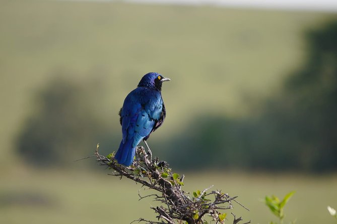 Lake Manyara National Park Day Tour