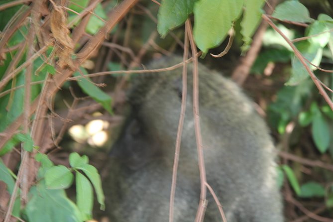 Lake Manyara National Park - Inclusions