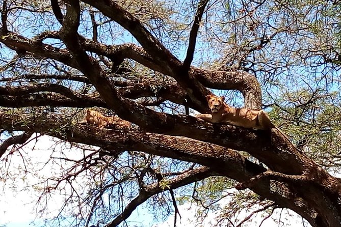 Lake Manyara, Serengeti and Ngoro Ngoro 4 Days Group Joining Tour - Inclusions