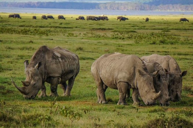 Lake Nakuru National Park Full Day - Wildlife Spotting