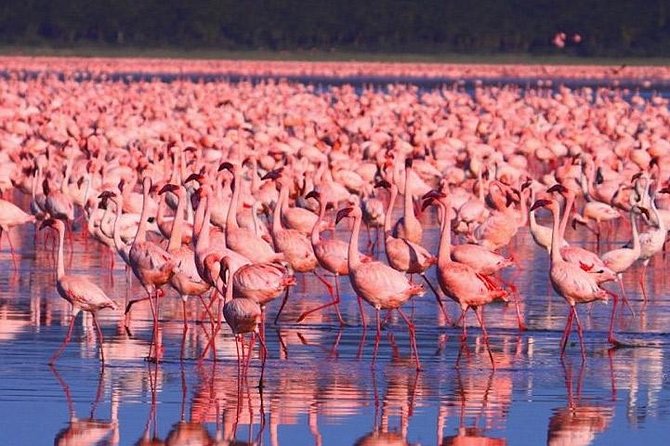 Lake Nakuru National Park:Day Trip From Nairobi