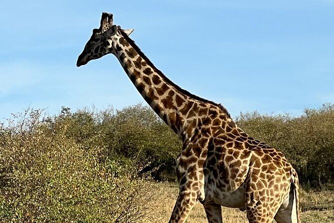 Lake Nakuru National Park,Lake Naivasha & Crescent Island Day Tour. - Transportation Details
