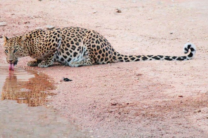 Leopard Safari in 4x4 Vehicle in Jhalana Park Including Transfers