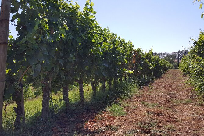 Limousine Service for Dinner in Florence or the Countryside New!! - Pickup Options