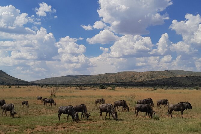 Lion and Safari Park Open Truck Game Drive - Tour Details