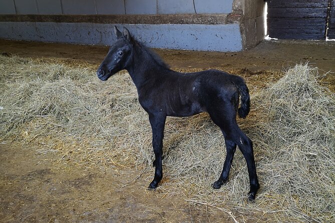 Lipica Stud Farm Tour (Up to 8 Persons) - Directions and Booking Details