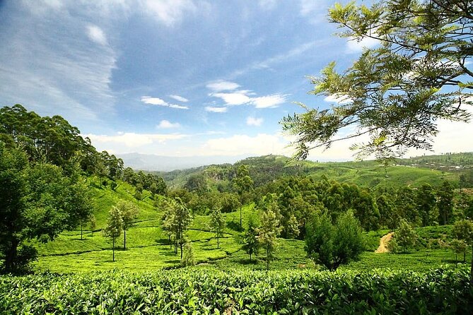 Liptons Seat and Dambatenna Tea Factory From Haputale – Day Tour