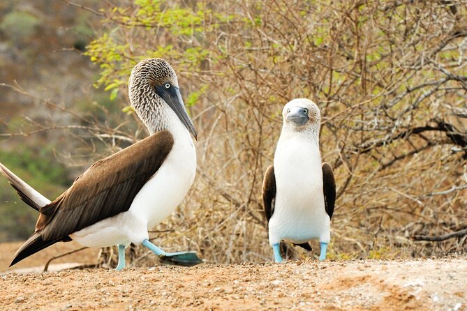 Lobos Island and Ochoa Beach Day Tour: Snorkeling & Wildlife - Location Details