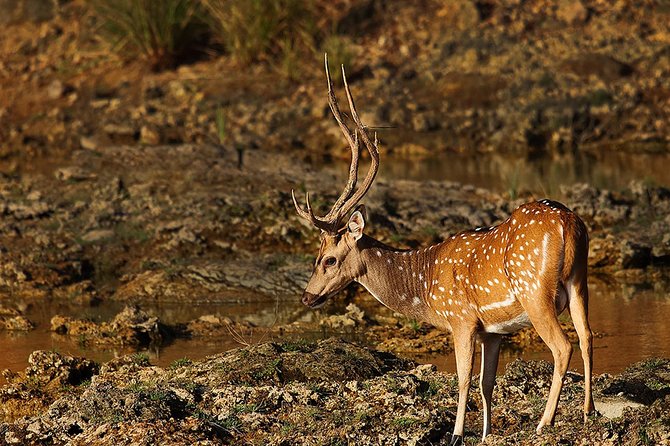 Lunugamvehera National Park Private With Naturalist (12 Hrs)