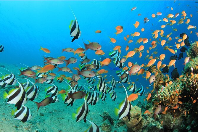 Luxury Private Speedboat Excursion Departing From Hurghada - Whats Included