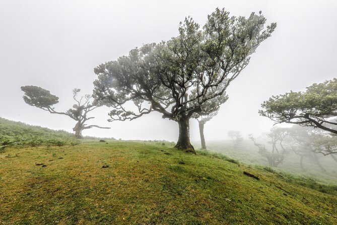 Madeira Honeymoon Romance Tour : Private Tour for Couples - Private Transport and Pickup