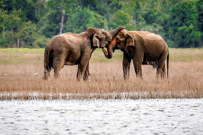 Maduru Oya National Park Private Safari With Naturalist - Safari Inclusions