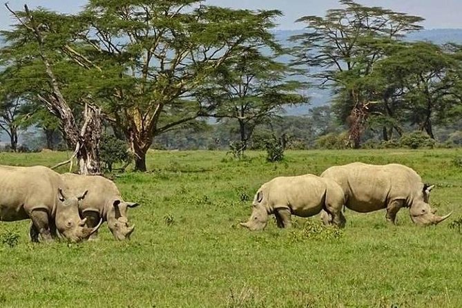Magic Christmas Tour in Nakuru - Itinerary Details