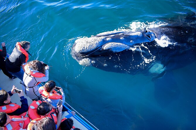 Majestic Giants Whale Watching in Mancora - Pickup Locations and Start Time