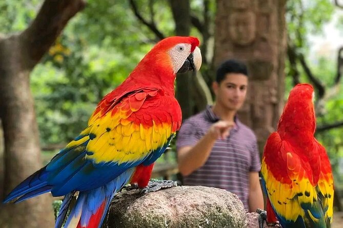 Manawakie Wildlife Sanctuary and Macaw Market - Exploring the Macaw Market