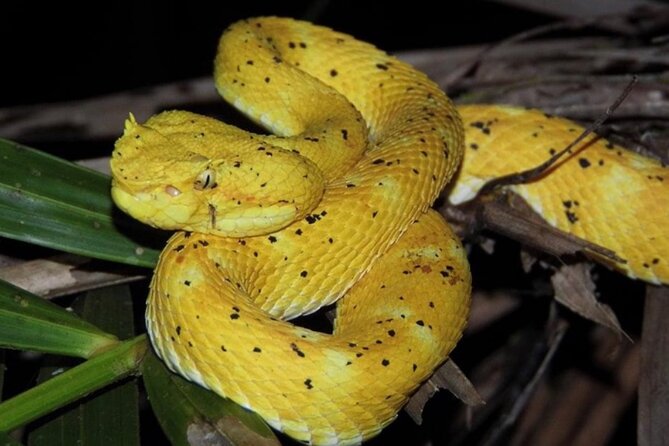 Manuel Antonio Jungle Night Tour - Tour Location and Inclusions