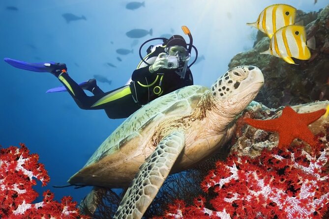 Marmaris Scuba Diving Trip With Two Dives, Lunch & Transfer - Pickup and Meeting Details